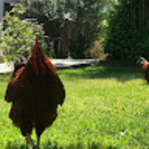 Meet your Posher, Holly